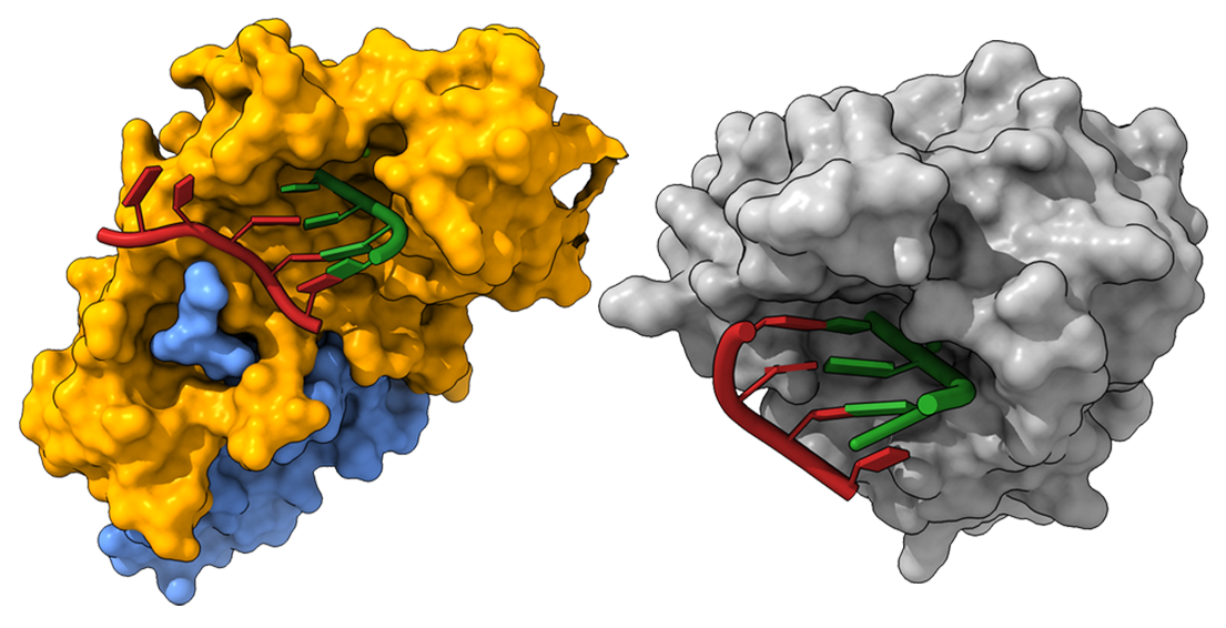 Nuclease Inhibitors for Viruses of Pandemic Concern, SARS-CoV-2 (left) and Lassa virus (right) ExoN engaging the RNA substrate, 