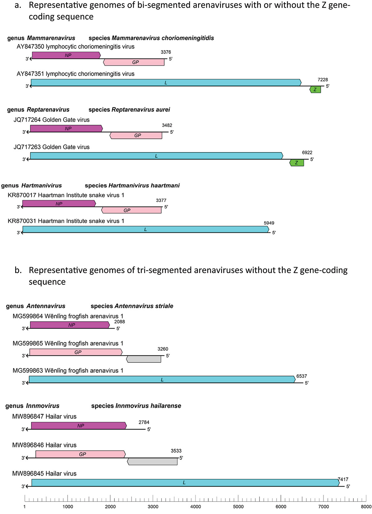 Figure 1. Schematic representations of bi-segmented (a) and tri-segmented (b) arenaviral genomes of the genus mammarenavirus (representative lymphocytic choriomeningitis virus with its genomic sequence designations AY847350 and AY847351 available in GenBank), genus reptarenavirus (representative Golden Gate virus with its genomic sequences JQ717264 and 717,263), genus hartmanivirus (representative Haartman institute snake virus 1 with its genomic sequences KR870017 and KR870031), genus antennavirus (represe