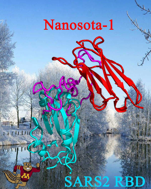 nanosota-1, nanobody, nanobodies, covid-19, camelid, li fang, avidd, midwest antiviral drug discovery center, 