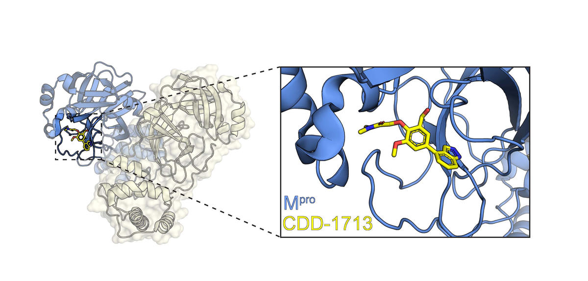 Schematic of SARS-CoV-2 main protease in complex with inhibitor, Project 3: Pandemic Virus Protease Inhibitors 