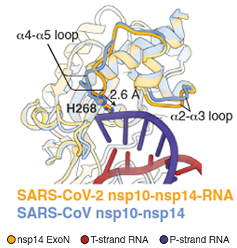 Active-site conformation and catalytic mechanism of SARS-CoV-2 ExoN